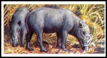 46 Babirusa